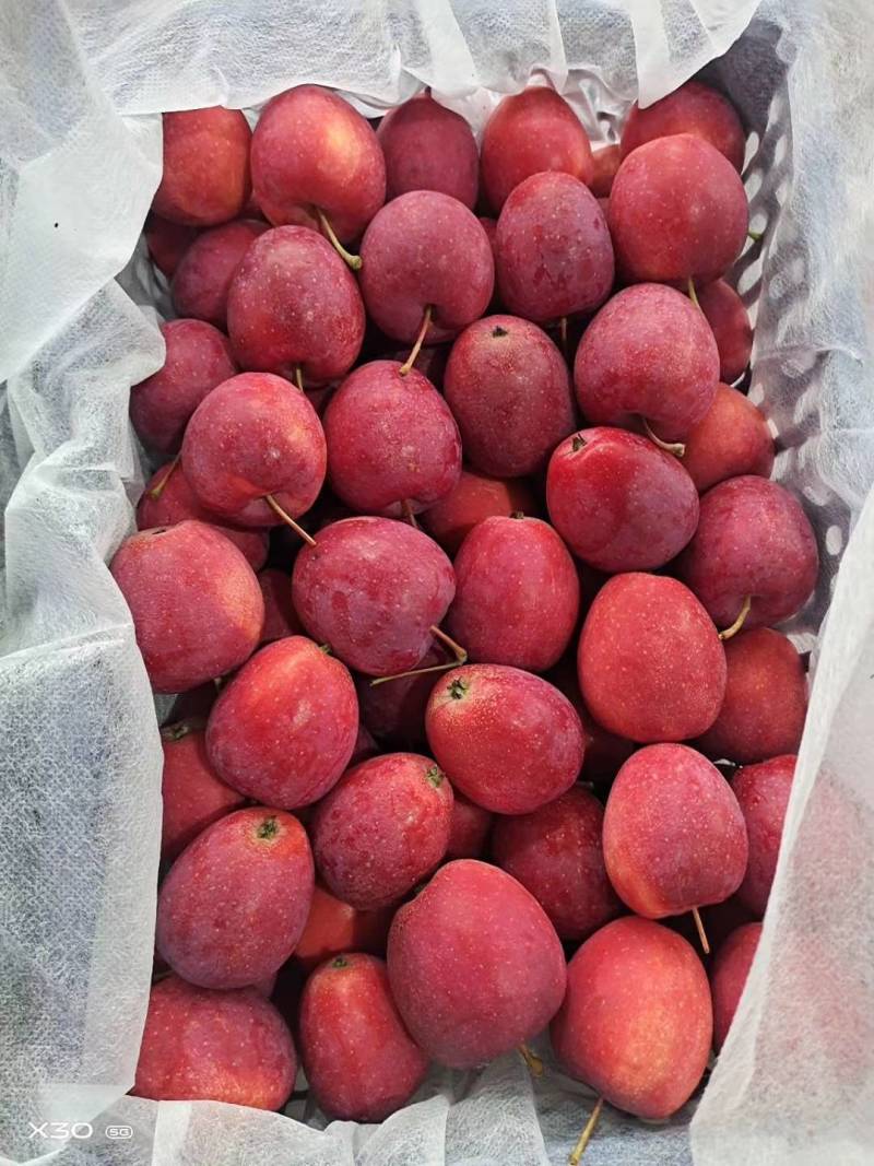 鸡心果（辽宁铁岭特产）地区小气候原因，质量比较好