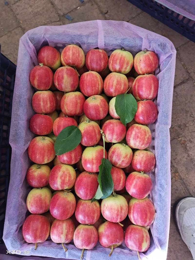 123苹果（东北铁岭特产品种）俗称“花红”