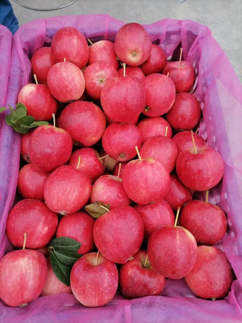 123苹果（东北铁岭特产品种）俗称“花红”