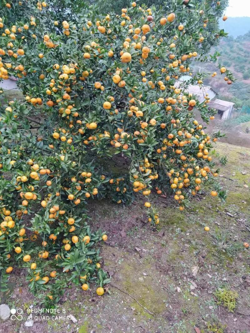南丰蜜橘湖北黄冈大别山新鲜小橘子