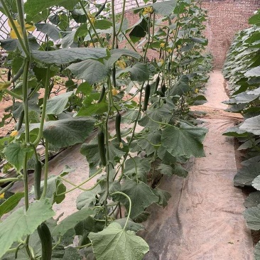 荷兰全雌水果黄瓜种子，瓜条顺直，抗病性强，清香爽口