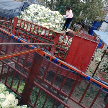 花菜有机散花青更白面基地直供超可供市走市场万亩基地量大