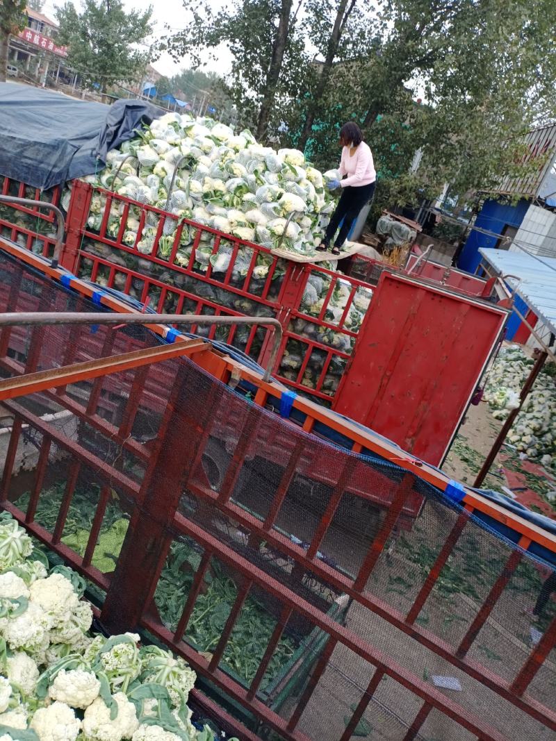 花菜有机散花青更白面基地直供超可供市走市场万亩基地量大