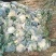 花菜有机散花青更白面基地直供超可供市走市场万亩基地量大