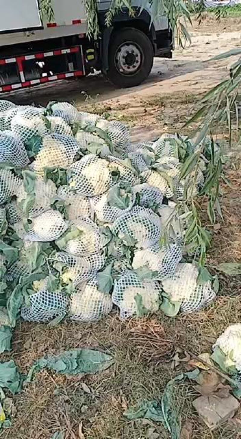 花菜有机散花青更白面基地直供超可供市走市场万亩基地量大