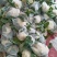 花菜有机散花青更白面基地直供超可供市走市场万亩基地量大