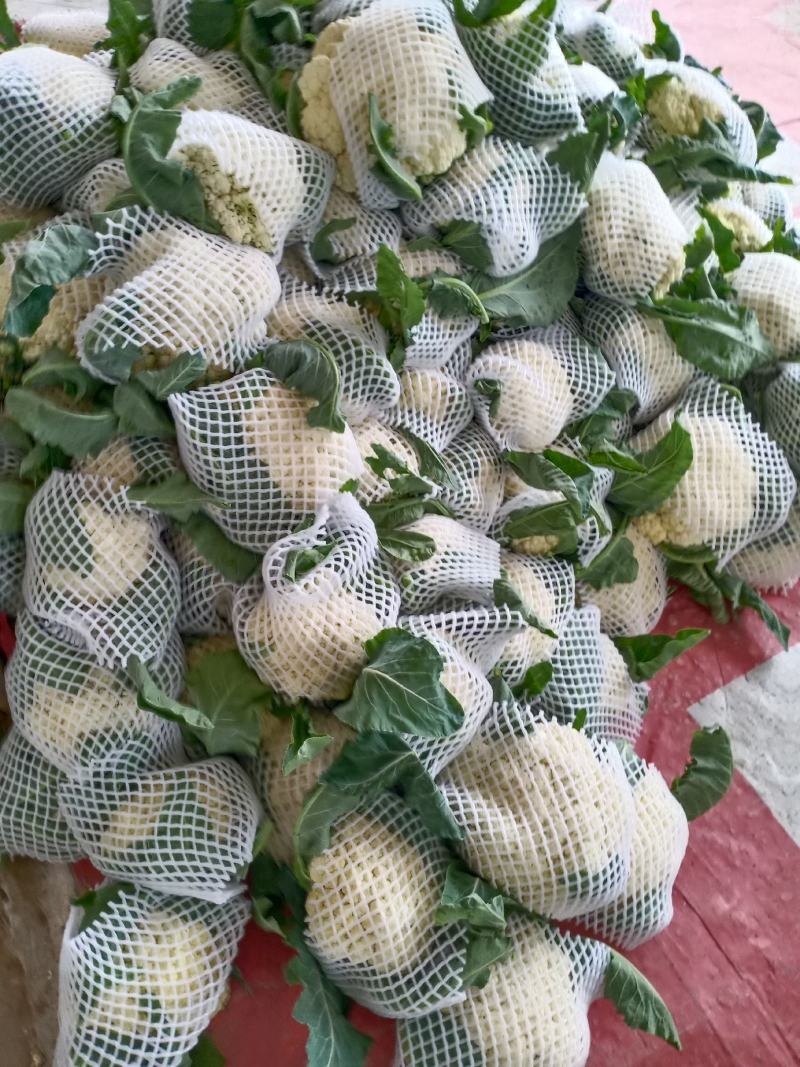 花菜有机散花青更白面基地直供超可供市走市场万亩基地量大