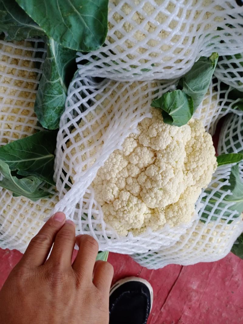 花菜有机散花青更白面基地直供超可供市走市场万亩基地量大