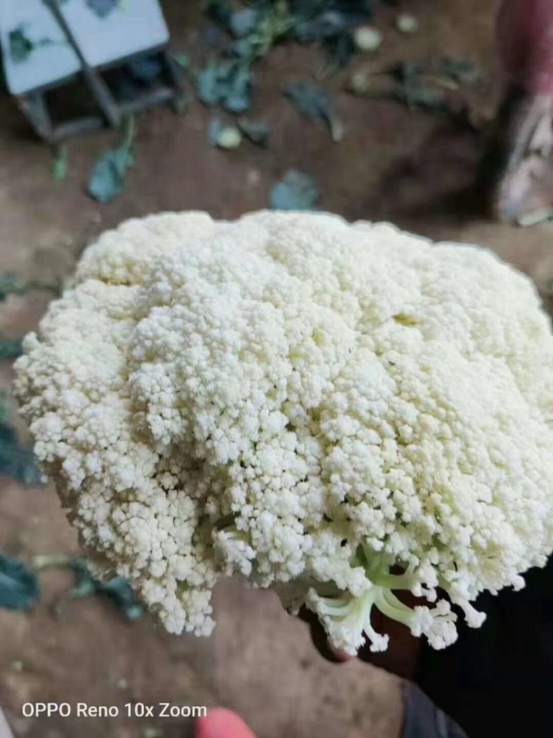 花菜有机散花青更白面基地直供超可供市走市场万亩基地量大