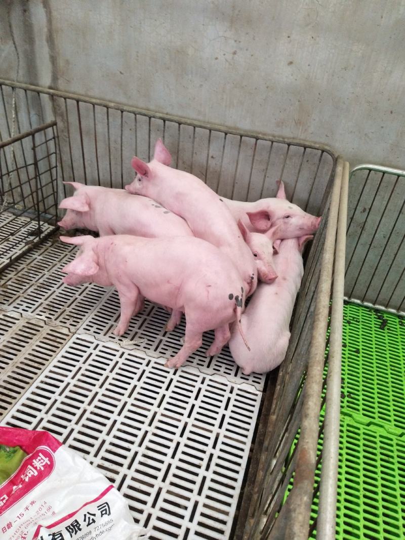 四川仔猪常年供应，品种齐全，包成活率包运输