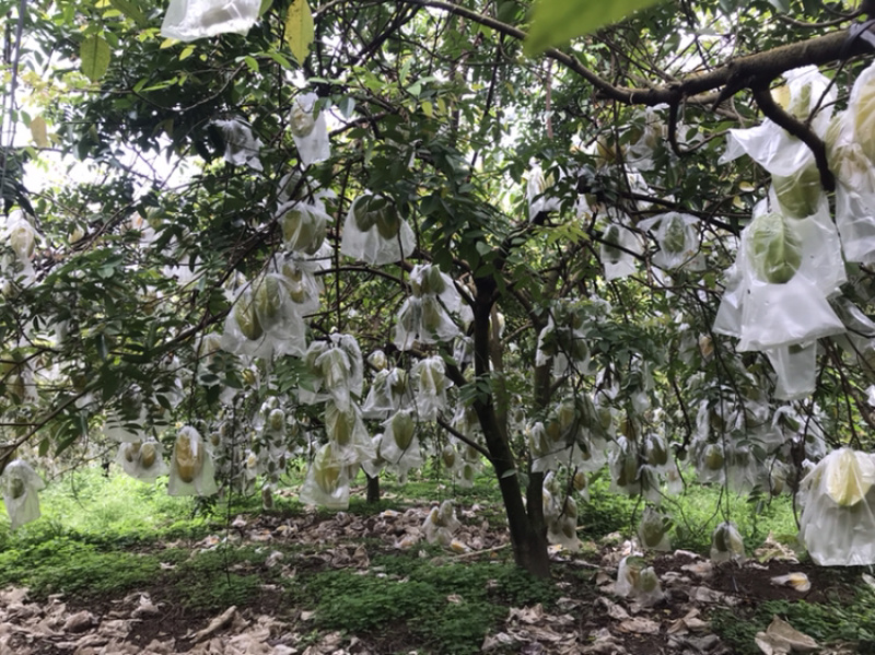 龙门甜杨桃，大量上市，自产自销