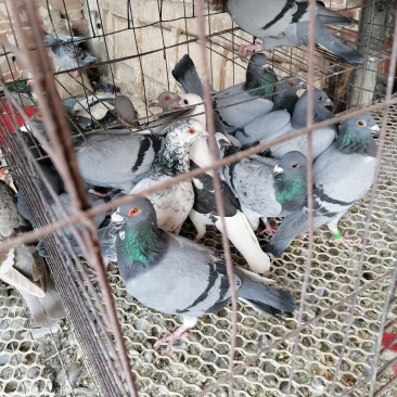 常年批发老鸽子，三年老鸽子现杀现卖，营养补品欢迎下单.