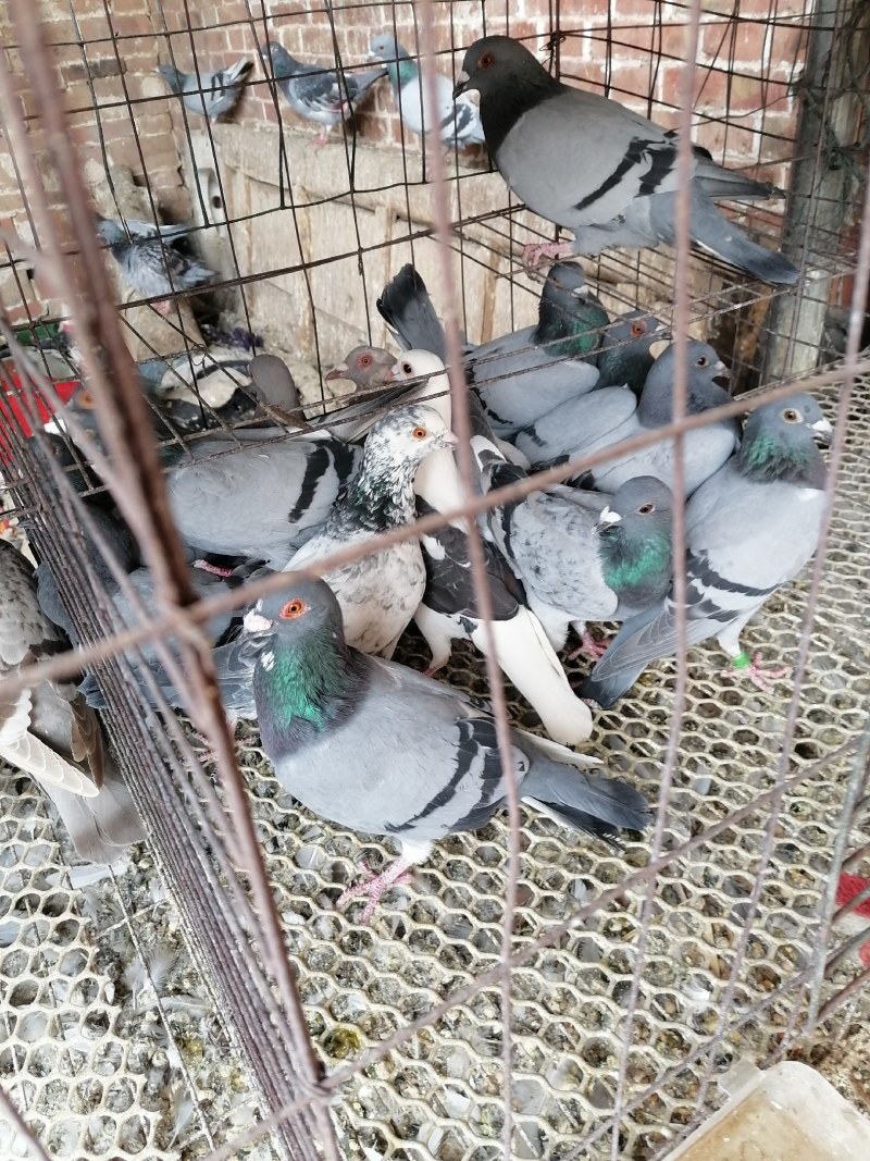 常年批发老鸽子，三年老鸽子现杀现卖，营养补品欢迎下单.