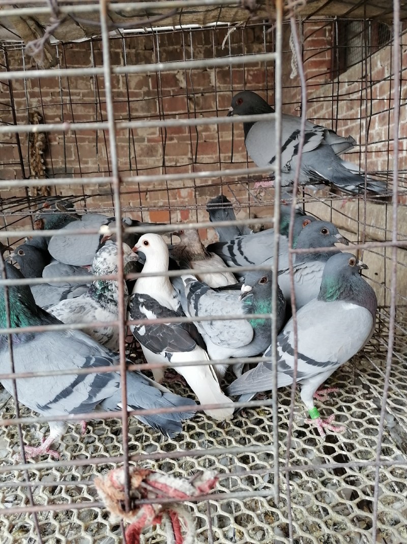 常年批发老鸽子，三年老鸽子现杀现卖，营养补品欢迎下单.