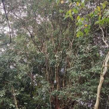 大叶紫薇，头径八十公分
