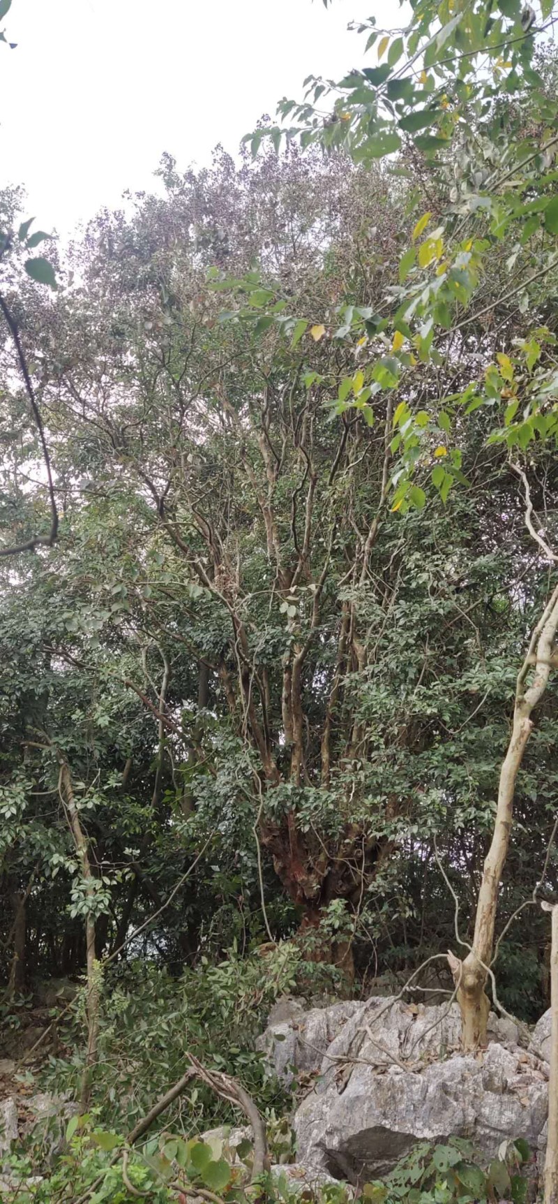 大叶紫薇，头径八十公分