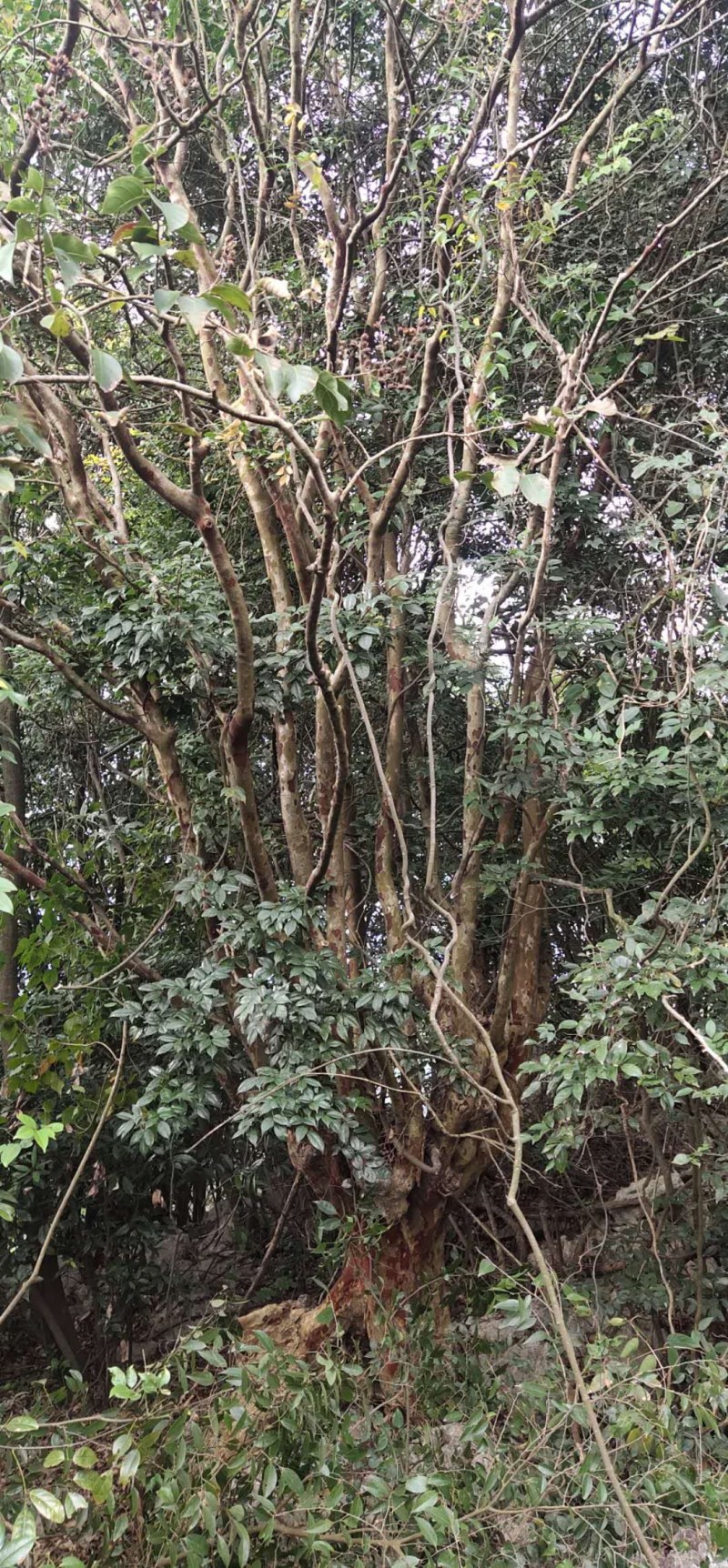 大叶紫薇，头径八十公分