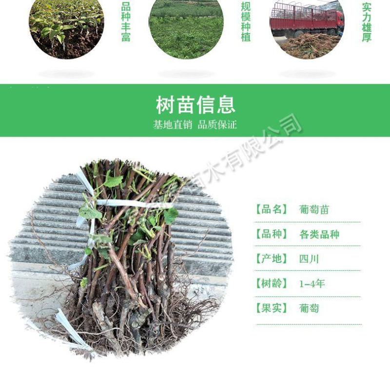 四川葡萄树苗巨峰葡萄苗黑葡萄树苗红提树苗红提葡萄苗提