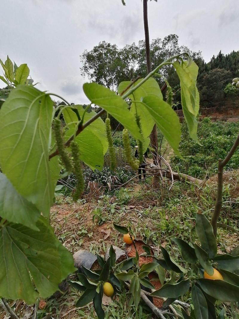 长果桑嫁接苗南方北方盆栽地栽庭院种植当年结果现挖现卖