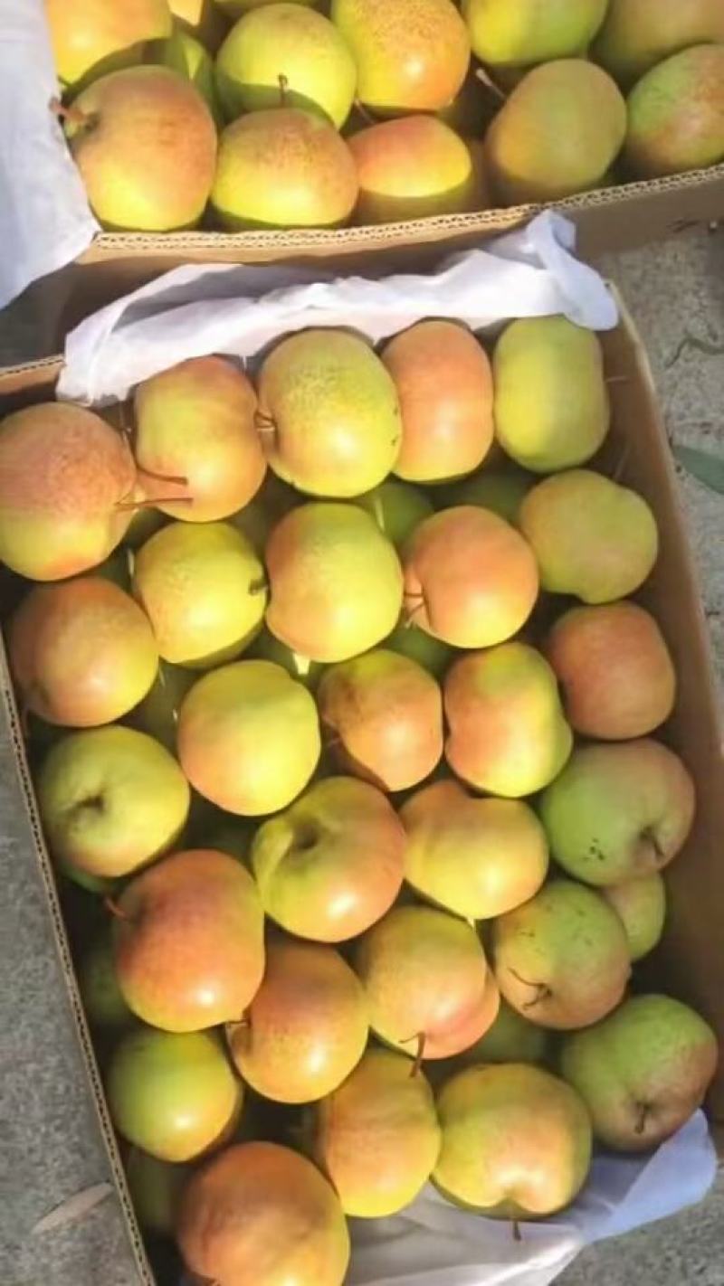 苹果梨产地供应优质细皮苹果梨一手货源价格合口感好