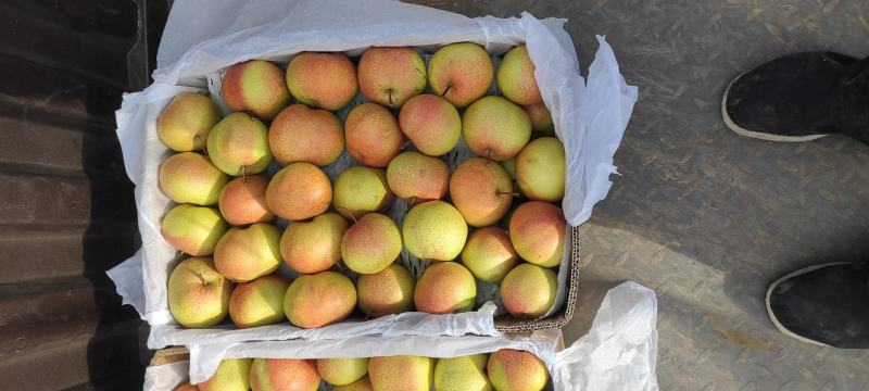 苹果梨产地供应优质细皮苹果梨一手货源价格合口感好