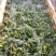 蟹爪兰带花苞永福基地批发一手货源长期供应质量保障支持散批