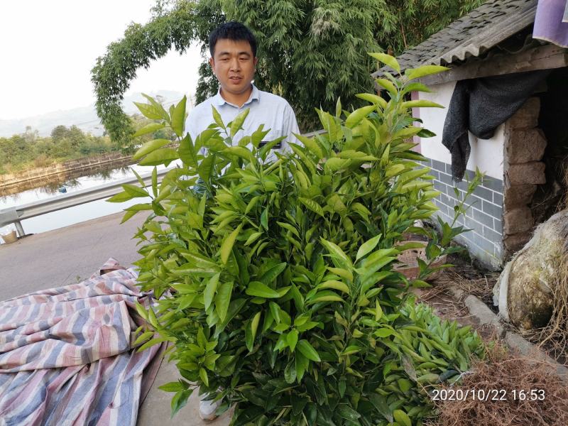 沃柑苗、（品种纯正、）基地直销品、支持视频看货。