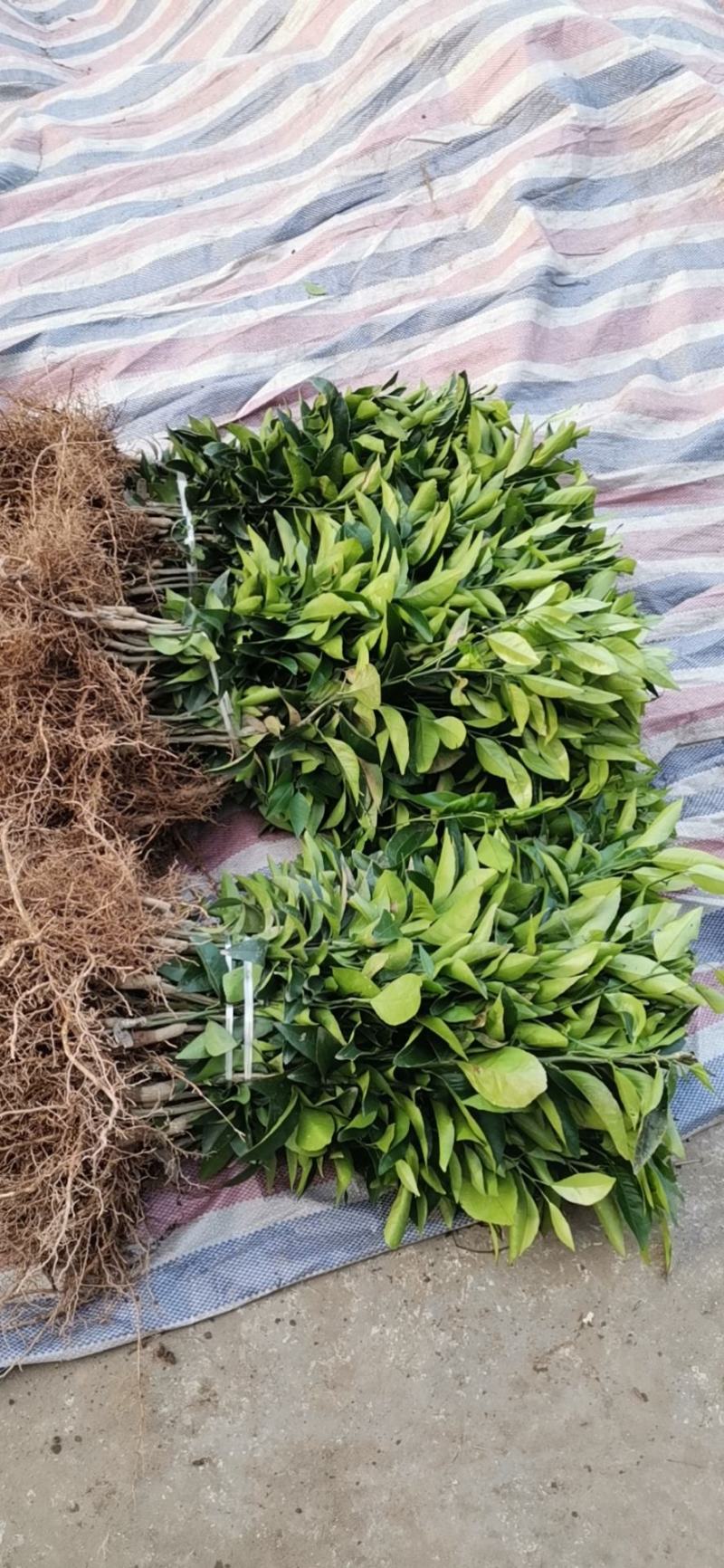沃柑苗、（品种纯正、）基地直销品、支持视频看货。