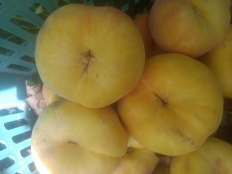 中盘11桃树苗，品种纯真值得发展的好品种