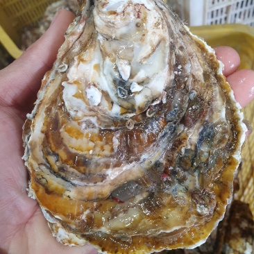 乳山生蚝牡蛎二倍体三倍体家庭小包装产地直供