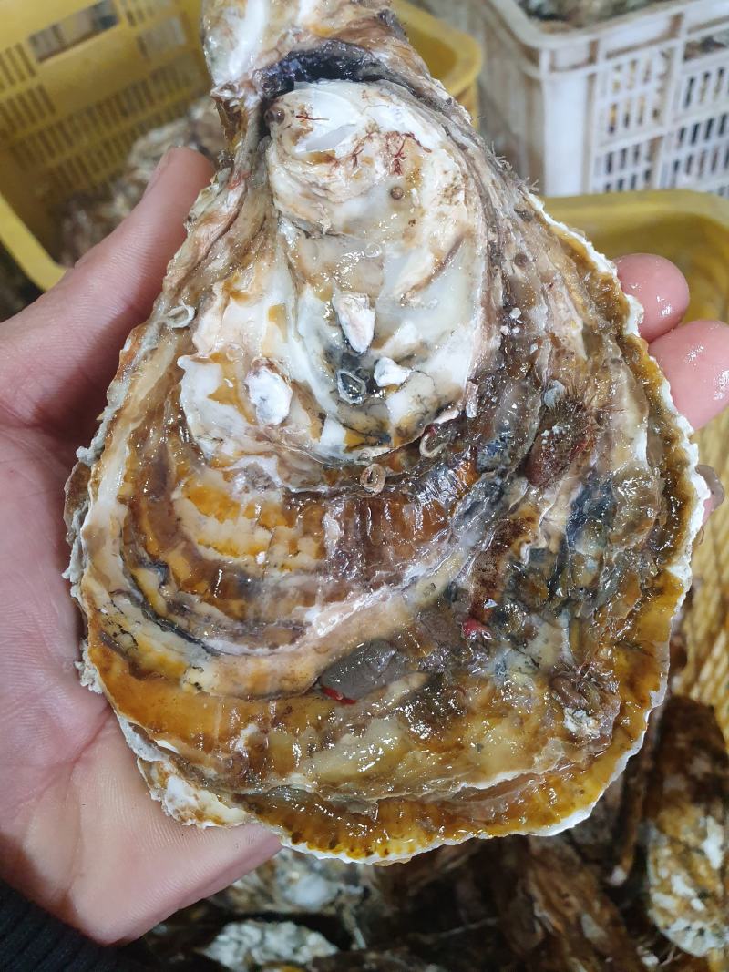 乳山生蚝牡蛎二倍体三倍体家庭小包装产地直供