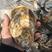 乳山生蚝牡蛎二倍体三倍体家庭小包装产地直供