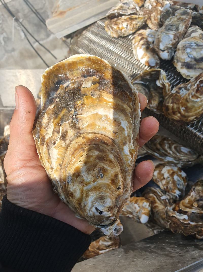 乳山生蚝牡蛎二倍体三倍体家庭小包装产地直供