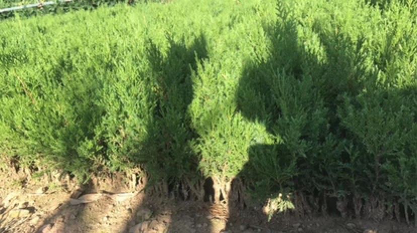 九头龙柏嫁接与整型过程示意图