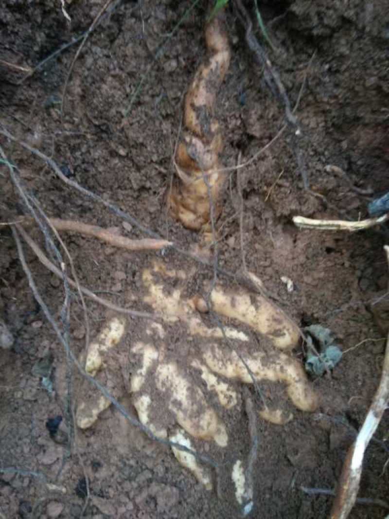 （野生山药）秦岭山区野生山药，具有大补和养胃等功能