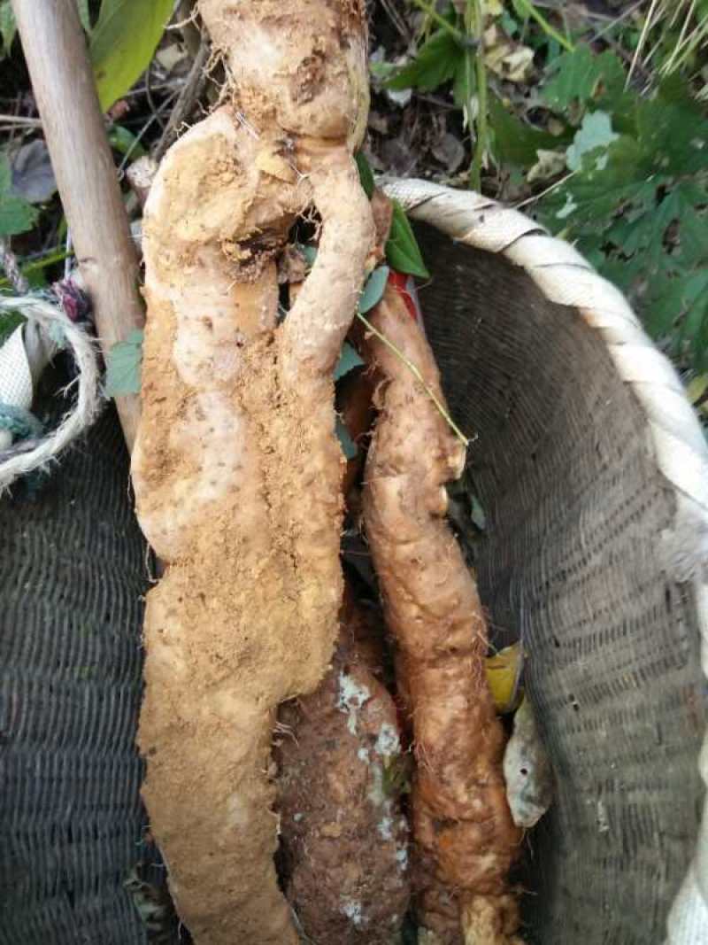 （野生山药）秦岭山区野生山药，具有大补和养胃等功能