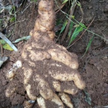 （野生山药）秦岭山区野生山药，具有大补和养胃等功能