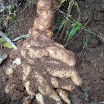 （野生山药）秦岭山区野生山药，具有大补和养胃等功能