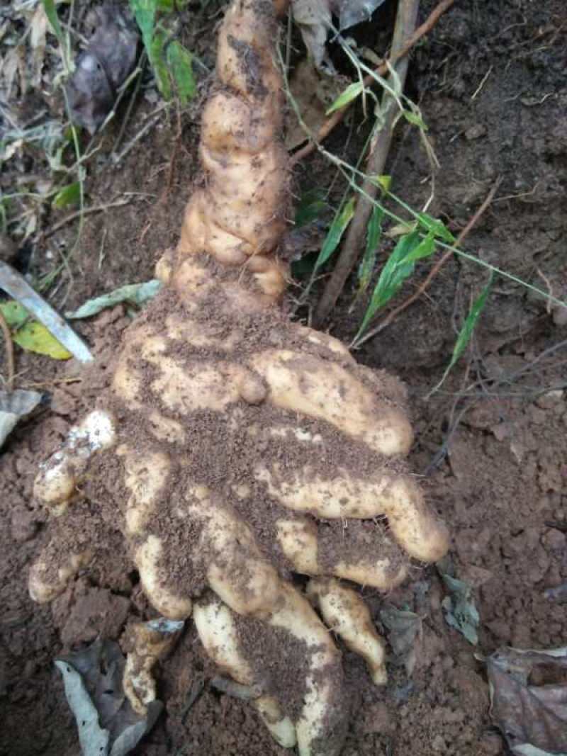 （野生山药）秦岭山区野生山药，具有大补和养胃等功能