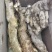 （野生山药）秦岭山区野生山药，具有大补和养胃等功能