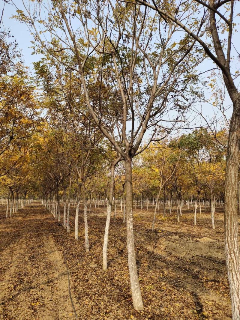 供应自家苗圃12/18公分北栾，3000棵照片质量
