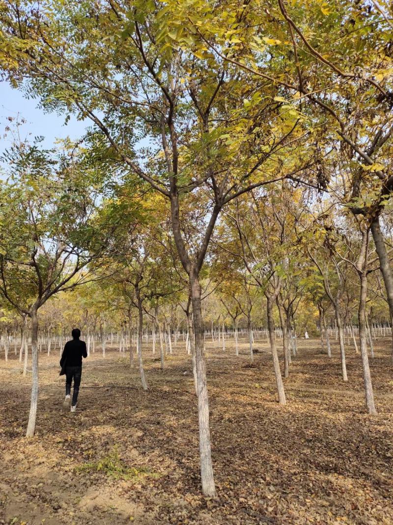 供应自家苗圃12/18公分北栾，3000棵照片质量