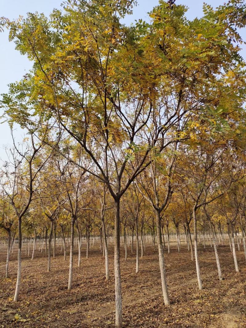 供应自家苗圃12/18公分北栾，3000棵照片质量