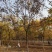 供应自家苗圃12/18公分北栾，3000棵照片质量