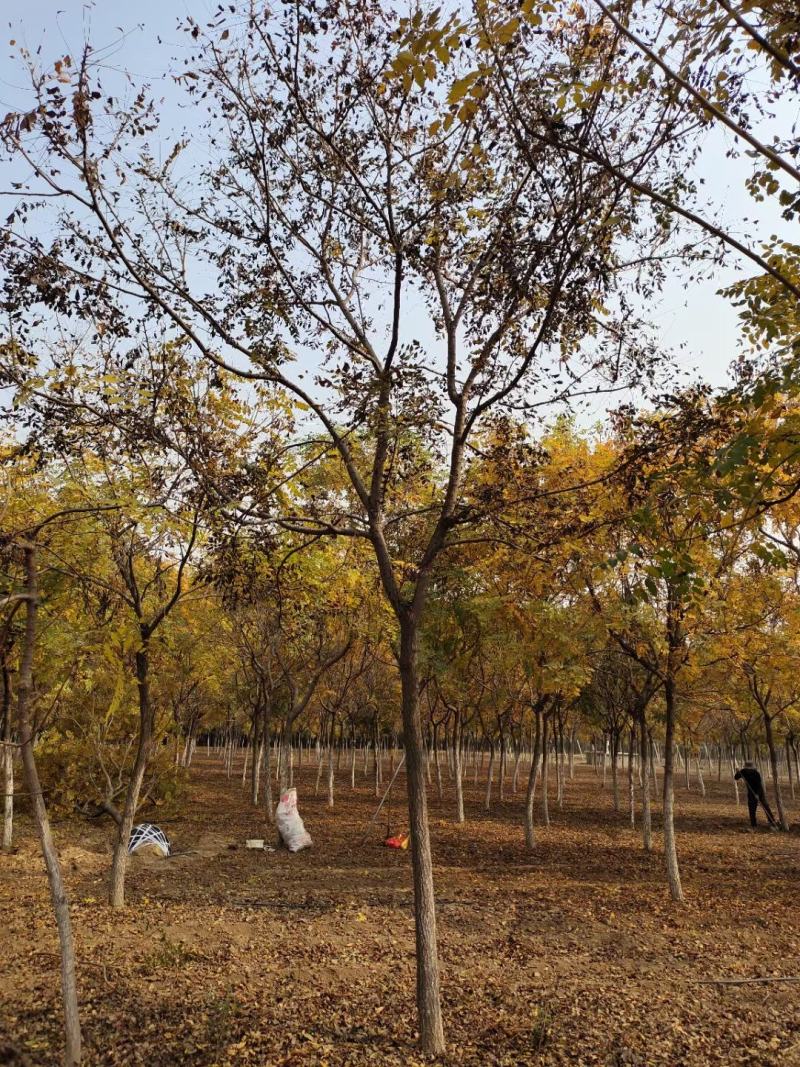 供应自家苗圃12/18公分北栾，3000棵照片质量