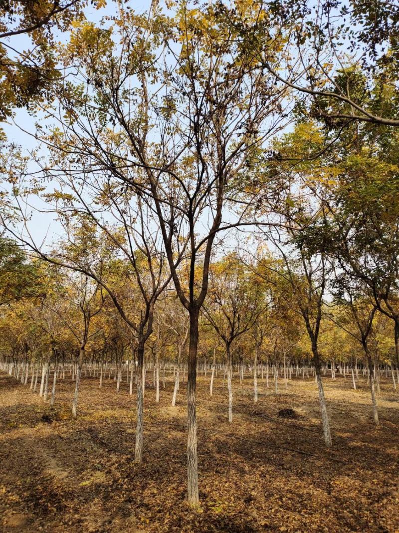 供应自家苗圃12/18公分北栾，3000棵照片质量