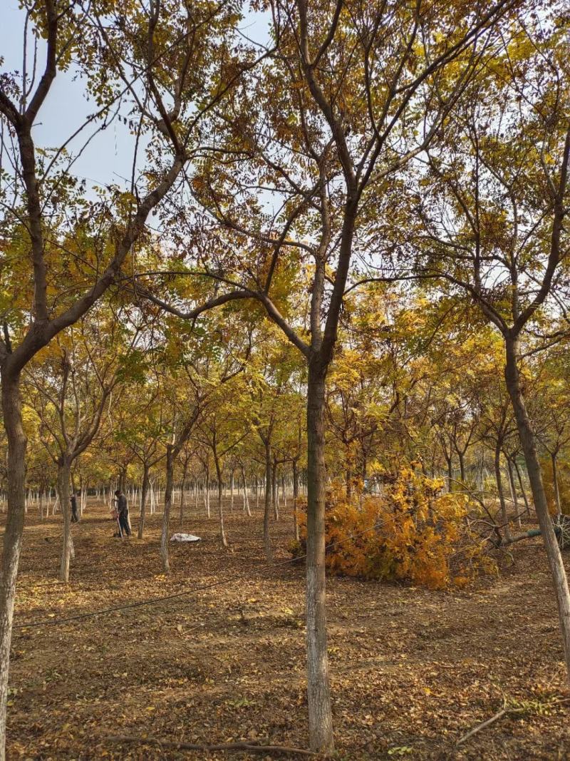 供应自家苗圃12/18公分北栾，3000棵照片质量