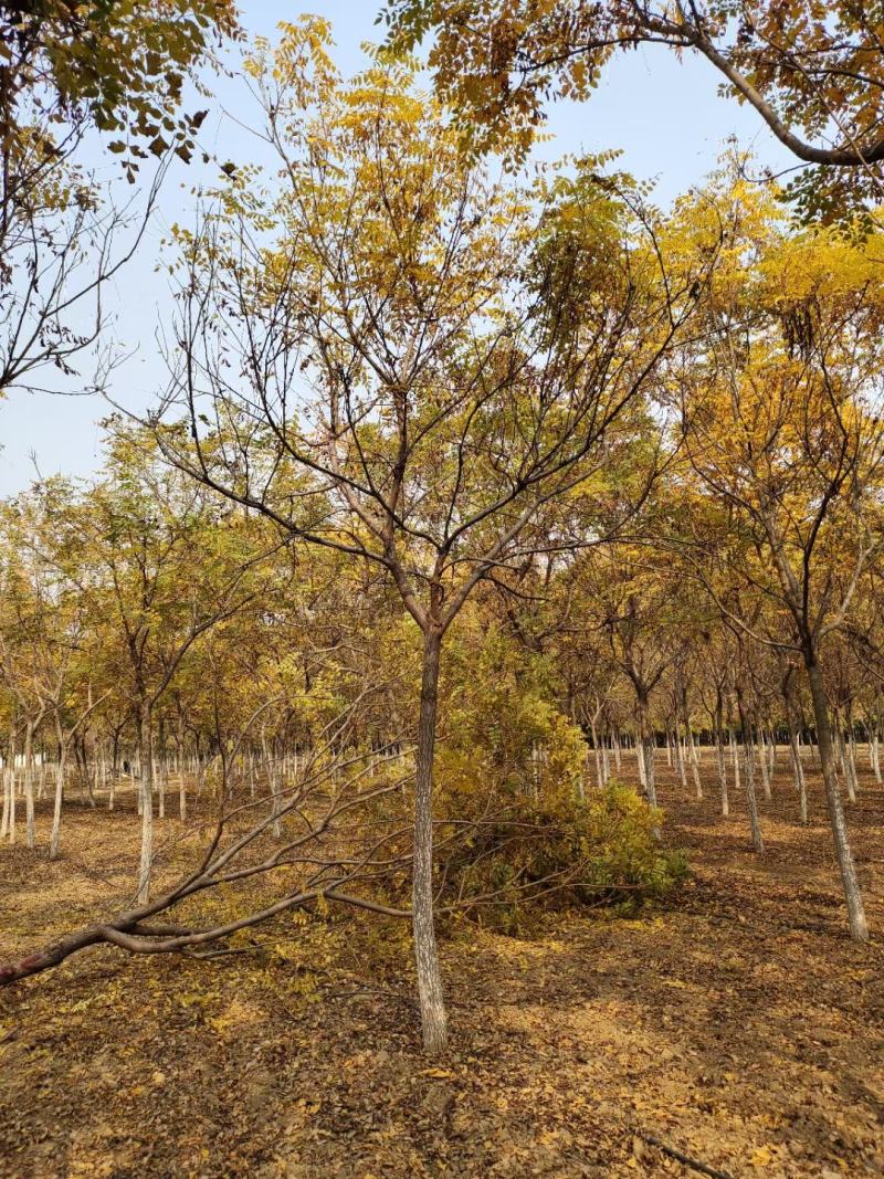 供应自家苗圃12/18公分北栾，3000棵照片质量