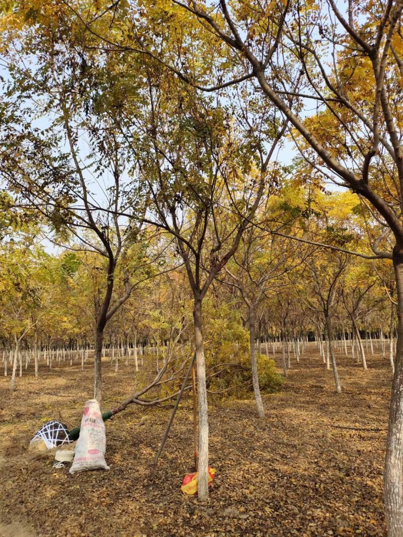 供应自家苗圃12/18公分北栾，3000棵照片质量