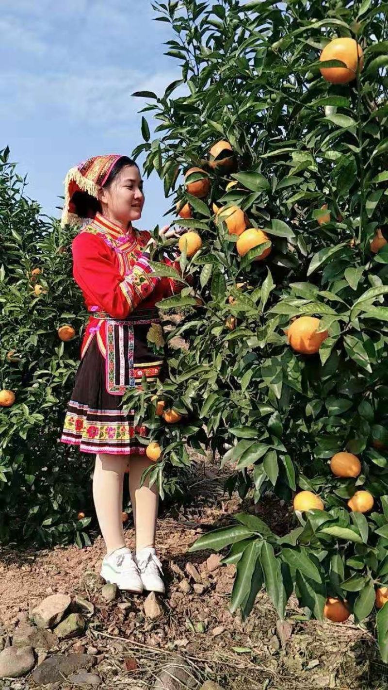 沃柑苗、（品种纯正、）基地直销品、支持视频看货。